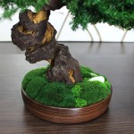 Juniper preserved bonsai tree moss detail