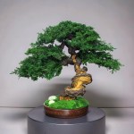 Juniper preserved bonsai tree 38 cm handmade