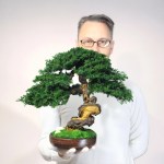 Juniper preserved bonsai tree 38 cm in my hand