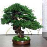 Juniper preserved bonsai tree 38 cm side angle