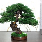 Preserved juniper bonsai 38 cm, rear view