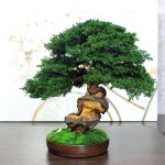 Juniper preserved bonsai tree 38 cm side angle