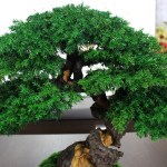 Juniper preserved bonsai tree side angle