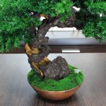 Juniper preserved bonsai tree moss detail