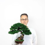 small bonsai tree compact home decoration 36 cm