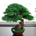Juniper preserved bonsai tree side angle