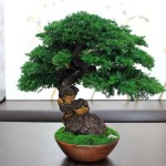 Juniper preserved bonsai tree side angle