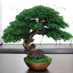 Preserved juniper bonsai, rear view