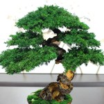 Juniper preserved bonsai tree side angle