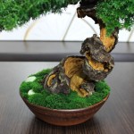 Juniper preserved bonsai tree moss detail