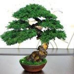 bonsai tree minimalist table decoration 39 cm
