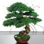 Juniper preserved bonsai tree side angle