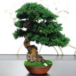 Juniper preserved bonsai tree side angle