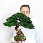 Juniper preserved bonsai tree side in my hand