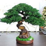 Juniper preserved bonsai tree 40 cm decor