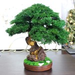 Juniper preserved bonsai tree side angle