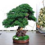 Juniper preserved bonsai tree side angle