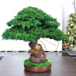 Juniper preserved bonsai tree side angle