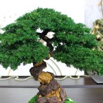 Juniper preserved bonsai tree side angle