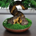 Juniper preserved bonsai tree moss detail