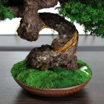 Juniper preserved bonsai tree moss detail