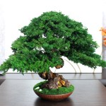 Juniper preserved bonsai tree side angle
