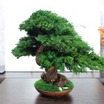 Juniper preserved bonsai tree side angle