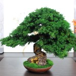 Juniper preserved bonsai tree side angle