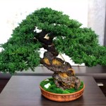 Juniper preserved bonsai tree 49 cm handmade
