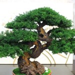 Bonsai tree in ceramic pot.