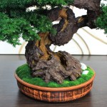 Bonsai tree in ceramic pot.