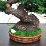 Bonsai tree in ceramic pot.