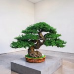 Preserved bonsai tree in a ceramic pot