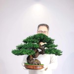 Bonsai tree in ceramic pot.