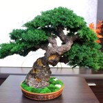 Preserved juniper bonsai, rear view
