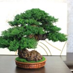 Bonsai tree in ceramic pot.