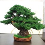 Bonsai tree in ceramic pot.