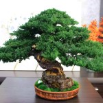 Juniper preserved bonsai tree side angle