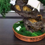 Juniper preserved bonsai tree moss detail