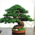 Bonsai tree in ceramic pot.