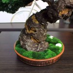 Juniper preserved bonsai tree moss detail