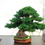 Bonsai tree in ceramic pot.