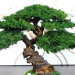 bonsai tree close up natural texture 41 cm
