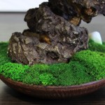 Juniper preserved bonsai tree moss detail