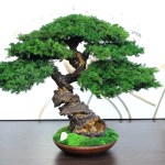 Juniper preserved bonsai tree 41 cm handmade