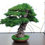Juniper preserved bonsai tree 41 cm side angle