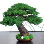 Juniper preserved bonsai tree 41 cm side angle