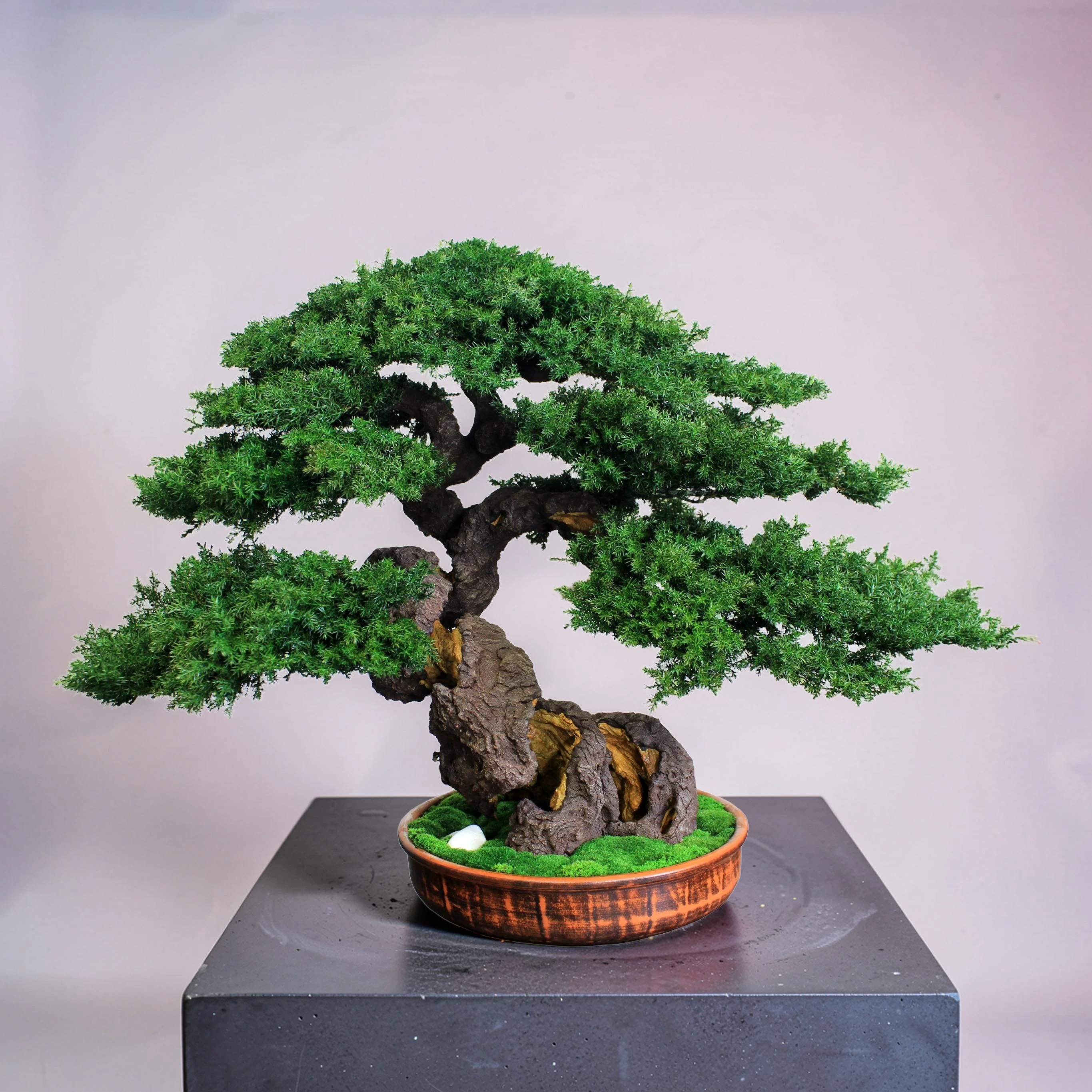 Juniper preserved bonsai tree 49 cm handmade