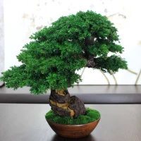Juniper preserved bonsai tree side angle