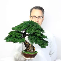Juniper preserved bonsai tree side in my hand
